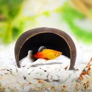 Coconut Cave | Aquarium Decoration | Natural Fish Hide | Betta Cave | Aquarium Cave | Fish Hideaway | Shrimp House | Pleco Hide