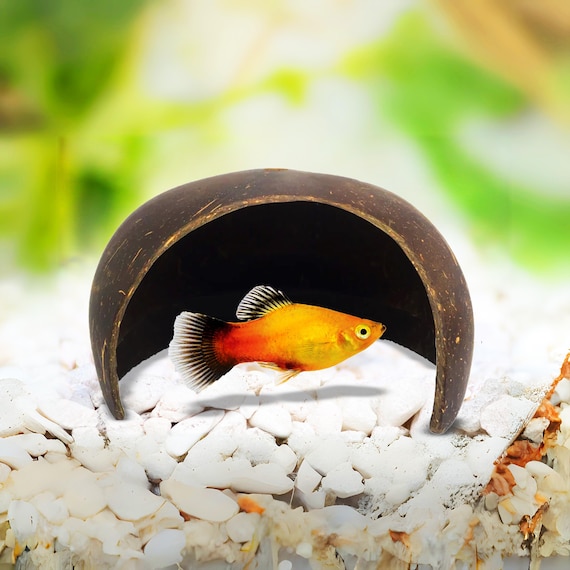 Coconut Shell Aquarium Cave: Natural Fish Hideaway