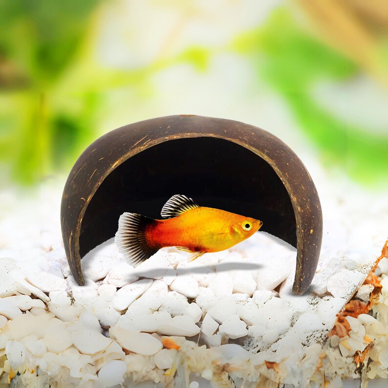 Coconut Cave, Aquarium Decoration, Natural Fish
Hide, Betta Cave, Aquarium Cave, Fish Hideaway,
Shrimp House, Pleco Hide, Crab Cave, Frog Hide,
Nano Tank Decor, Tank Accessories, Natural
Reptile Hide