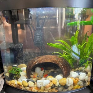 Coconut Cave, Aquarium Decoration, Natural Fish
Hide, Betta Cave, Aquarium Cave, Fish Hideaway,
Shrimp House, Pleco Hide, Crab Cave, Frog Hide,
Nano Tank Decor, Tank Accessories, Natural
Reptile Hide