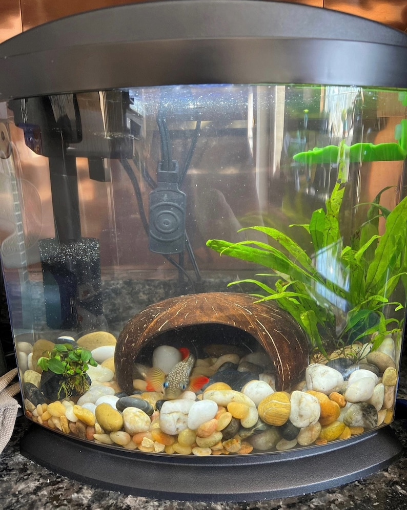 Coconut Cave, Aquarium Decoration, Natural Fish
Hide, Betta Cave, Aquarium Cave, Fish Hideaway,
Shrimp House, Pleco Hide, Crab Cave, Frog Hide,
Nano Tank Decor, Tank Accessories, Natural
Reptile Hide