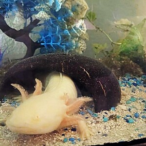 Coconut Cave, Aquarium Decoration, Natural Fish
Hide, Betta Cave, Aquarium Cave, Fish Hideaway,
Shrimp House, Pleco Hide, Crab Cave, Frog Hide,
Nano Tank Decor, Tank Accessories, Natural
Reptile Hide