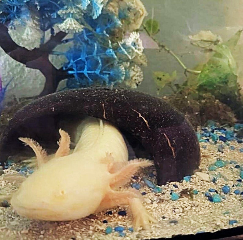 Coconut Cave, Aquarium Decoration, Natural Fish
Hide, Betta Cave, Aquarium Cave, Fish Hideaway,
Shrimp House, Pleco Hide, Crab Cave, Frog Hide,
Nano Tank Decor, Tank Accessories, Natural
Reptile Hide
