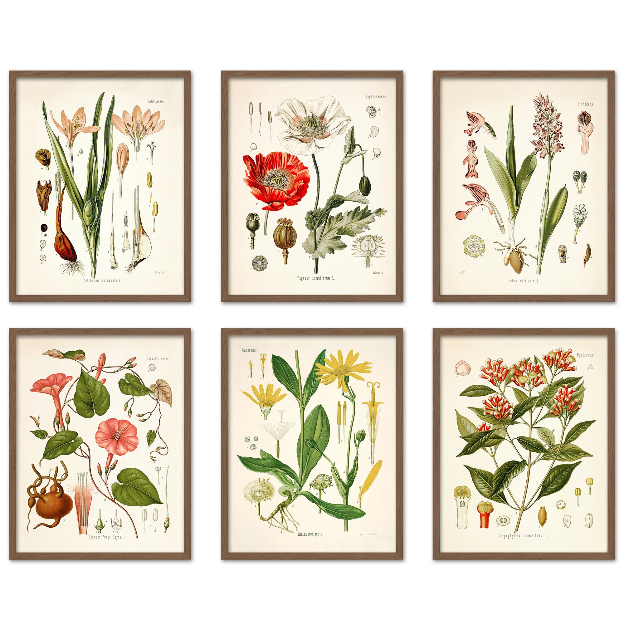 PRINTED Vintage Flower Wall Art Print 8x10 Etsy