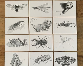 Set van 12 Briefkaarten Insecten