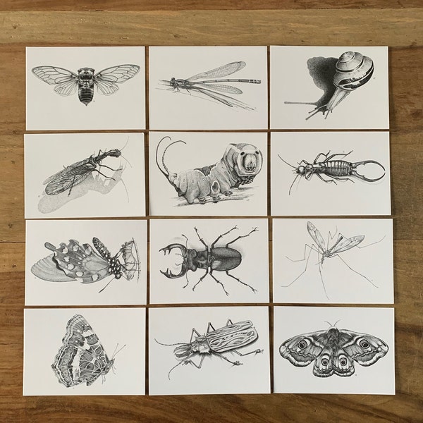 Set van 12 Briefkaarten Insecten