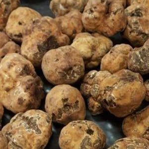 Puede incluir: Primer plano de una colección de trufas marrones y blancas sobre una superficie negra. Las trufas son de varios tamaños y formas, y algunas tienen una textura rugosa.