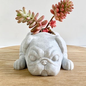 May include: A gray ceramic planter shaped like a pug dog with a succulent plant growing inside. The succulent has pink and green leaves.