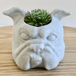 English Bulldog Planter, English Bulldog Gift, English Bulldog Lover, Dog Planter, English Bulldog Decor, Dog Succulent Planter, Bulldog Pot image 1