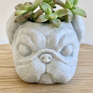 May include: A gray ceramic planter shaped like a pug's face, with a succulent plant growing inside.