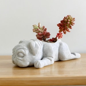 May include: A white ceramic planter shaped like a pug dog with pink and green succulents growing inside.