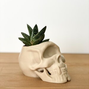 Skull Decor, Gothic Home Decor, Skull Planter, Succulent Planter, Cyclops Skull Indoor Planter, Skull Pen Pot Bone