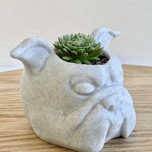 English Bulldog Planter, English Bulldog Gift, English Bulldog Lover, Dog Planter, English Bulldog Decor, Dog Succulent Planter, Bulldog Pot image 3