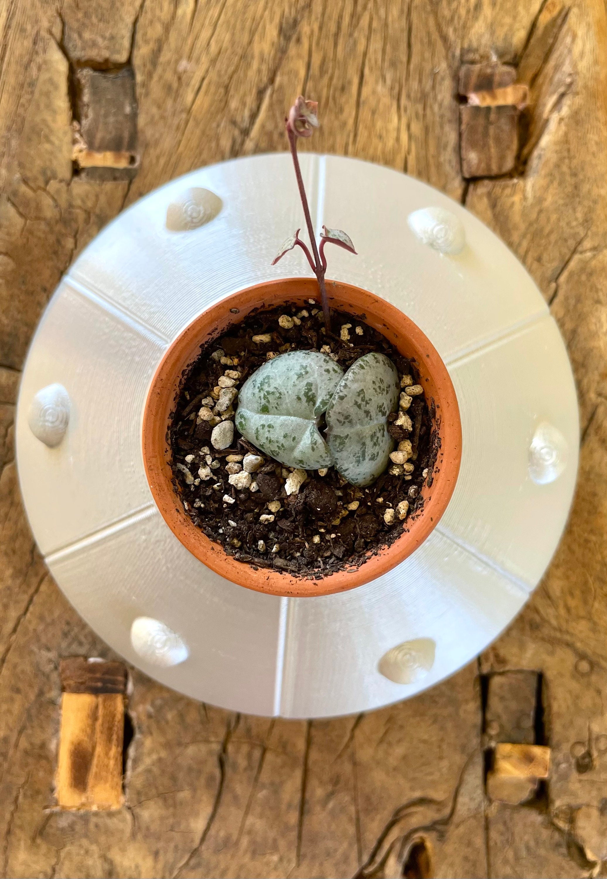 UFO Planter Flying Saucer Pot Cute Alien Spaceship Planter Etsy