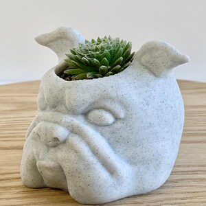 English Bulldog Planter, English Bulldog Gift, English Bulldog Lover, Dog Planter, English Bulldog Decor, Dog Succulent Planter, Bulldog Pot image 2