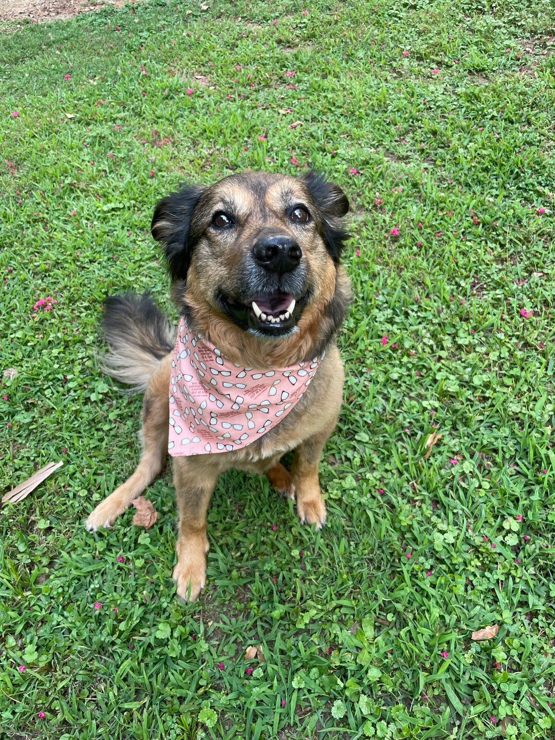 RBG Dog Bandana Ruth Bader Ginsburg Bandana Real Etsy.de