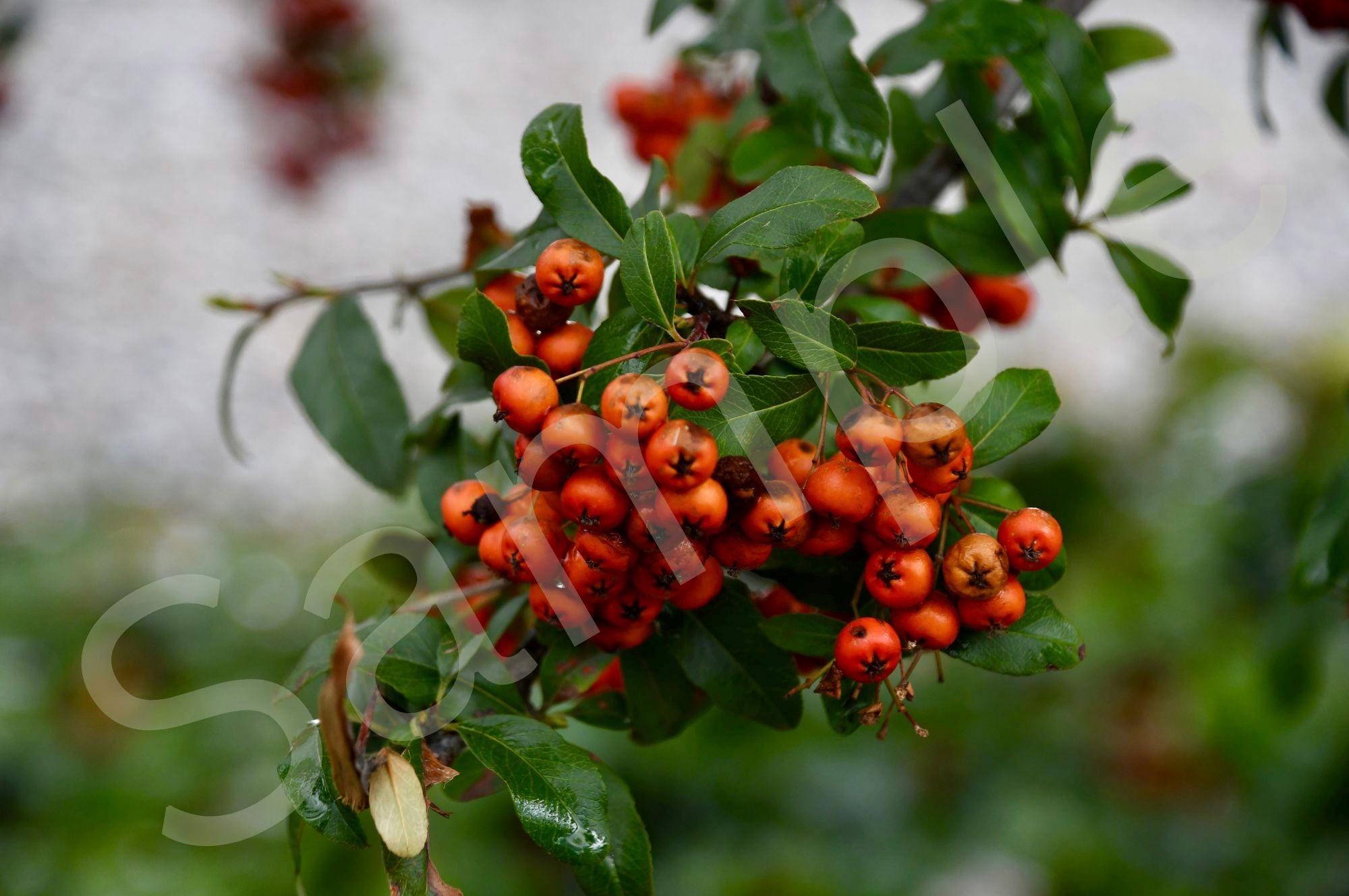 Can Dogs Dog Ate Red Berries From Tree Red Berries Are Holly