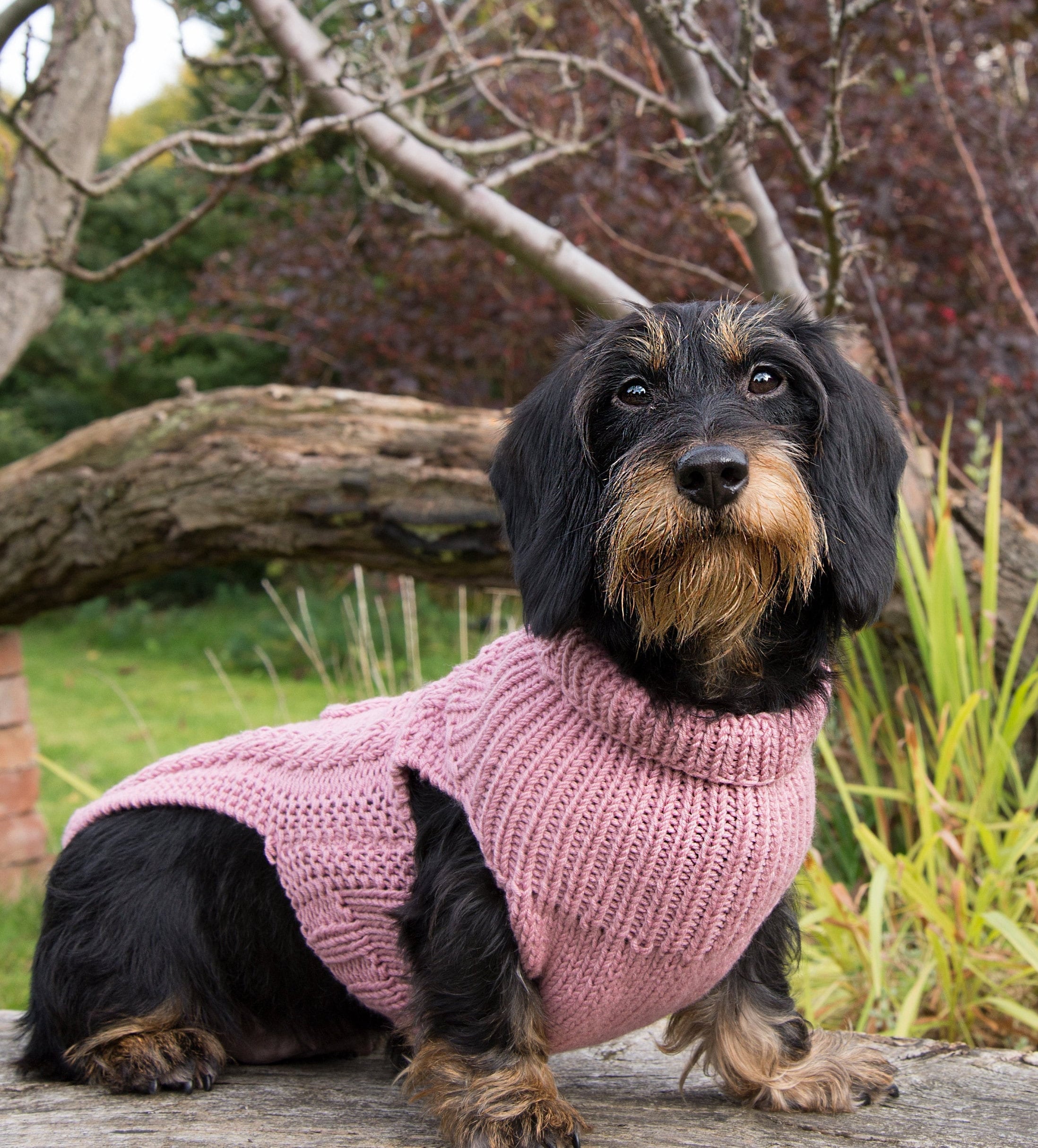 dachshund jumper