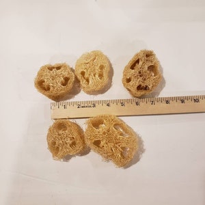 May include: Five natural loofah sponges, tan in color, are arranged on a white surface. A wooden ruler, marked in inches, is placed next to the sponges for size reference. The loofahs have a porous, fibrous texture.
