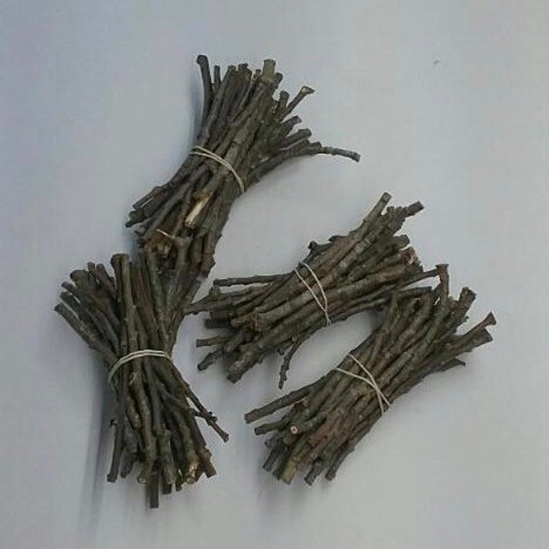 Lot of 30 Poplar Wood Chew Sticks Chinchillas Etsy