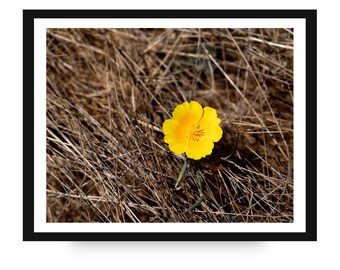 Yellow California Poppy (Eschscholzia Californica) Flower Photo Print: Napa Valley, California Wall Art (Digital Download)
