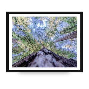 May include: An upward view of a tall tree trunk, with a textured, light brown bark, framed by a black border. The image captures the tree's height, with green and blue foliage visible at the top, creating a sense of depth and perspective.