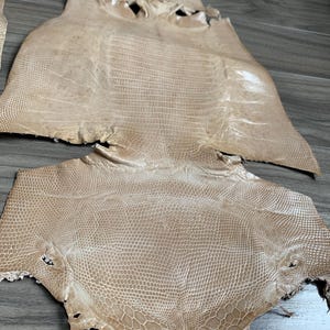 Authentisches Italienisches Eidechsenfell aus Mailand Italien - Kamelfarbenes Eidechsenleder - Exotische Bona Fide Eidechsenhaut - Reptilienhaut - Lederhandwerk
