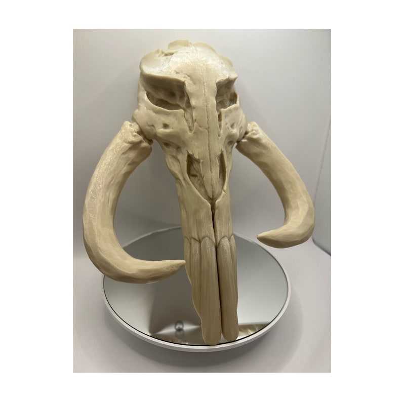Peut inclure: Un cr&acirc;ne stylis&eacute; de couleur cr&egrave;me avec de grandes d&eacute;fenses incurv&eacute;es. Le cr&acirc;ne est mont&eacute; sur une petite surface miroir ronde. Le design rappelle le casque d'un personnage de fiction.