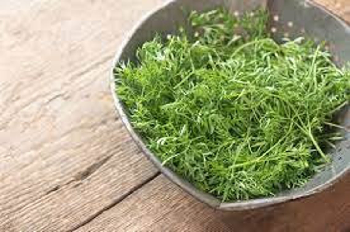 Organic Confetti Cilantro Seeds Open Pollinated 30 Seeds Etsy