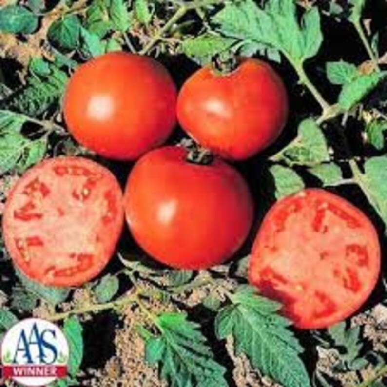 Celebrity Plus Tomato Seeds F1 20 Seeds Etsy