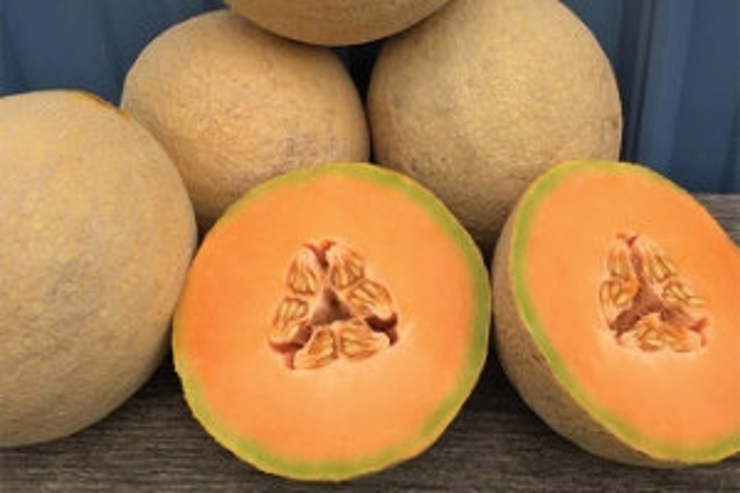 Sugar Rush Dream Melon Cantaloupe Seeds. Organic 30 Seeds - Etsy