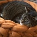 see more listings in the Animal Beds section