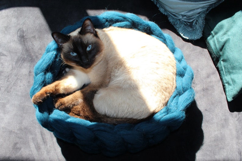 May include: A Siamese cat with blue eyes curled up in a teal blue knitted cat bed.
