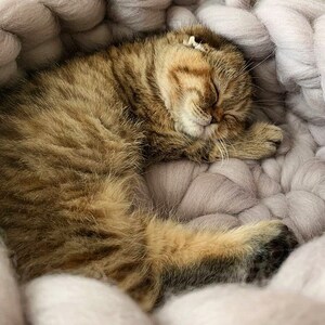 May include: A brown tabby cat with white markings sleeps curled up in a large, light purple knitted pet bed. The bed is made of thick, chunky yarn and has a soft, fluffy texture.