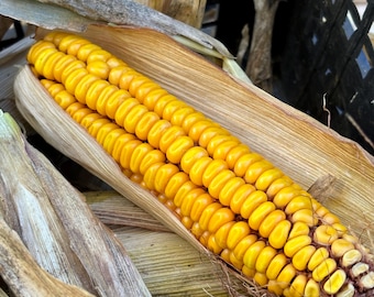 50+ Henry Moore Corn Seeds, Veganic (Vegan & Organic), Heirloom, Open-Pollinated, Non-GMO, No-Till