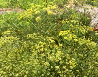 20+ Fennel Seeds, Veganic (Vegan & Organic), Open-Pollinated, Non-GMO, No-Till
