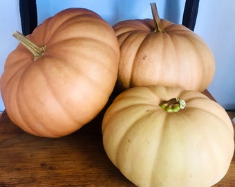 20+ Long Island Cheese Pumpkin Seeds