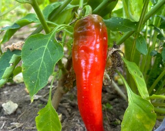 20+ Chili Pepper Seeds “Cayanna,” Veganic (Vegan & Organic), Open-Pollinated, Non-GMO, No-Till