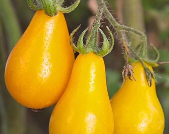 50+ Yellow Pear Tomato Seeds, Veganic (Vegan & Organic), Open-Pollinated, Non-GMO, No-Till