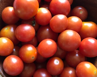 50+ Red Cherry Tomato Seeds, Veganic (Vegan & Organic), Open-Pollinated, Non-GMO, No-Till