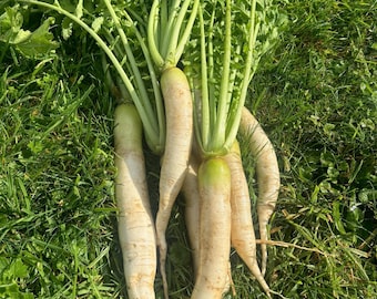 250+ Daikon Radish Seeds, Veganic (Vegan & Organic), Open-Pollinated, Non-GMO, No-Till
