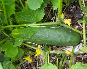 20+ Cucumber Seeds - Marketmore 76, Veganic (Vegan & Organic), Open-Pollinated, Non-GMO, No-Till