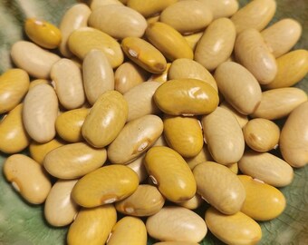 20+ Mayocoba Dry Bush Bean Seeds, Veganic (Vegan & Organic), Heirloom, Open-Pollinated, Non-GMO, No-Till