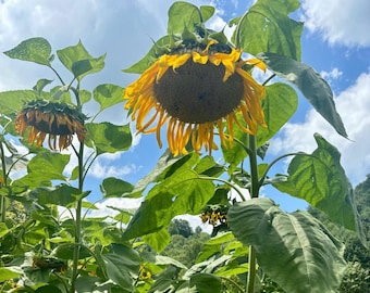 15+ Mongolian Giant Sunflower Seeds, Veganic (Vegan & Organic), Heirloom, Open-Pollinated, Non-GMO, No-Till