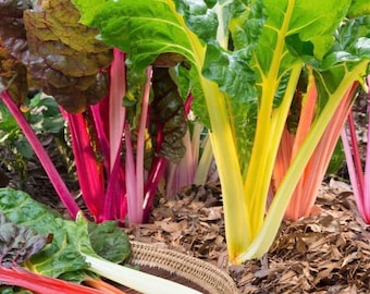 20+ Rainbow Chard Seeds, Veganic (Vegan & Organic), Open-Pollinated, Non-GMO, No-Till