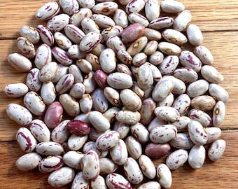 20+ Cranberry Dry Bush Bean Seeds, Veganic (Vegan & Organic), Heirloom, Open-Pollinated, Non-GMO, No-Till