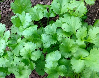 20+ Cilantro Seeds, Veganic (Vegan & Organic), Open-Pollinated, Non-GMO, No-Till