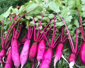 250+ China Rose Radish Seeds, Veganic (Vegan & Organic), Heirloom, Open-Pollinated, Non-GMO, No-Till