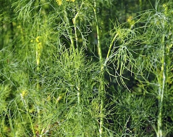 20+ Dill Seeds, Veganic (Vegan & Organic), Open-Pollinated, Non-GMO, No-Till