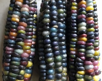 50+ Glass Gem Corn Seeds, Veganic (Vegan & Organic), Heirloom, Open-Pollinated, Non-GMO, No-Till